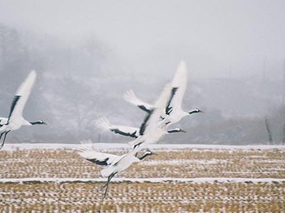 Red crowned cranes flying