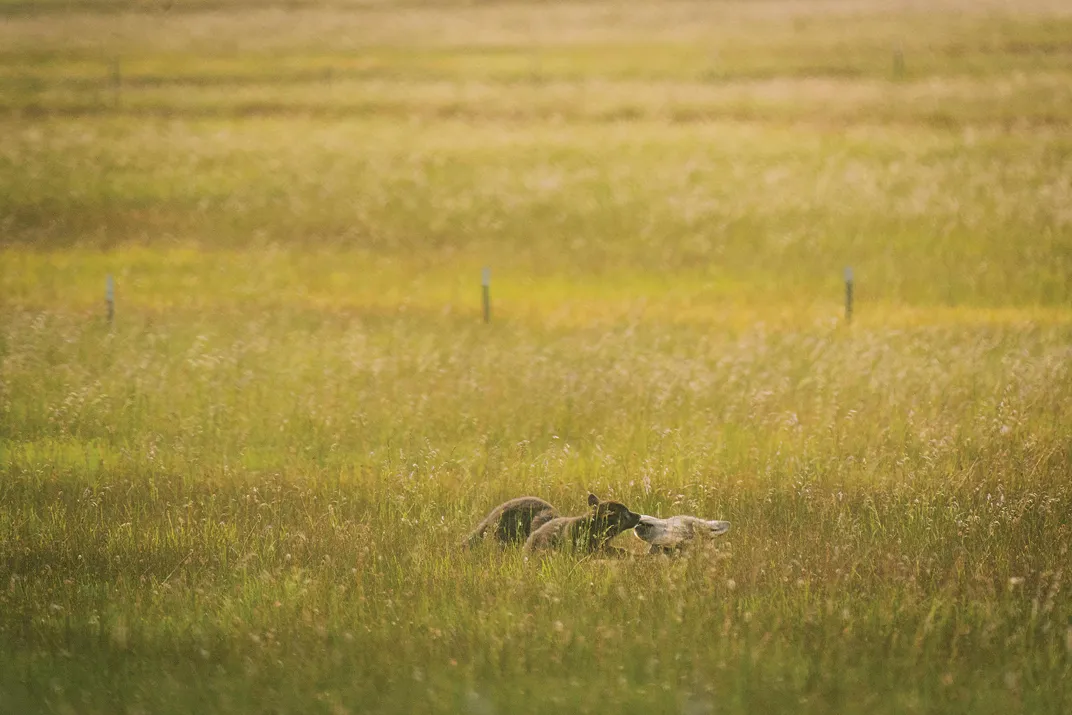 The Lassen County pack had expanded from one wolf to 15 in five years. Such growth points both to the success of the species in the Golden State and to continued controversy.