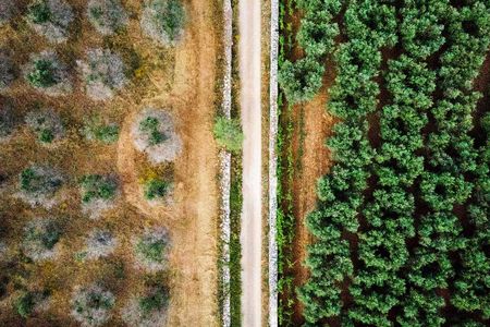 In southern Italy, two varieties of olive trees, some infected with a disease called Xylella fastidiosa, a bacteria carried from tree to tree by a little bug, and some resisting the infection 