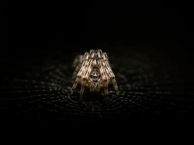 A spider hides between its own legs.