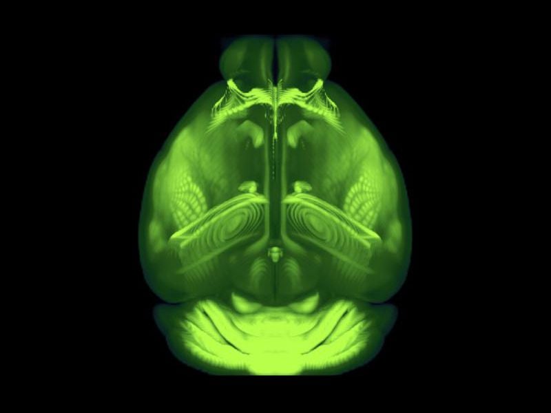 mouse brain