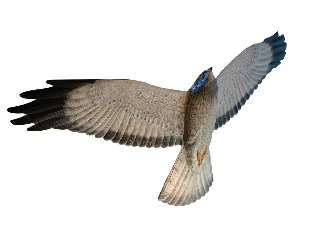 A carving of a northern harrier