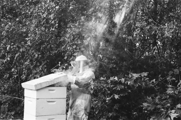 Beekeeper, Farmerville, Louisiana thumbnail