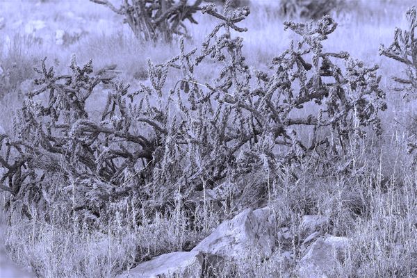 Cactus Fort thumbnail