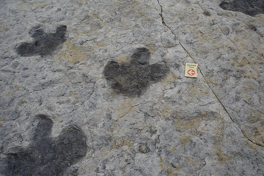 20110520083255dinosaur-ridge-track.jpg