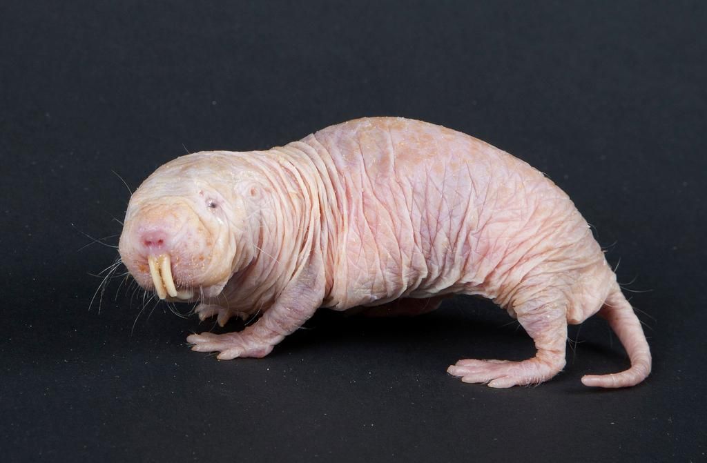 What happens if a dog eats rat poop discount
