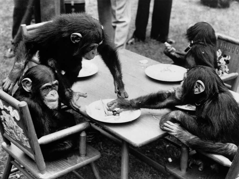 chimps at table