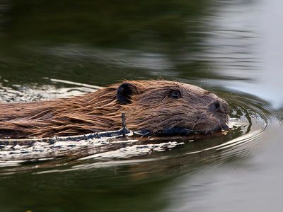 Fossils of an ancient mini beaver suggest it may be related to the modern American beaver (Castor canadensis)