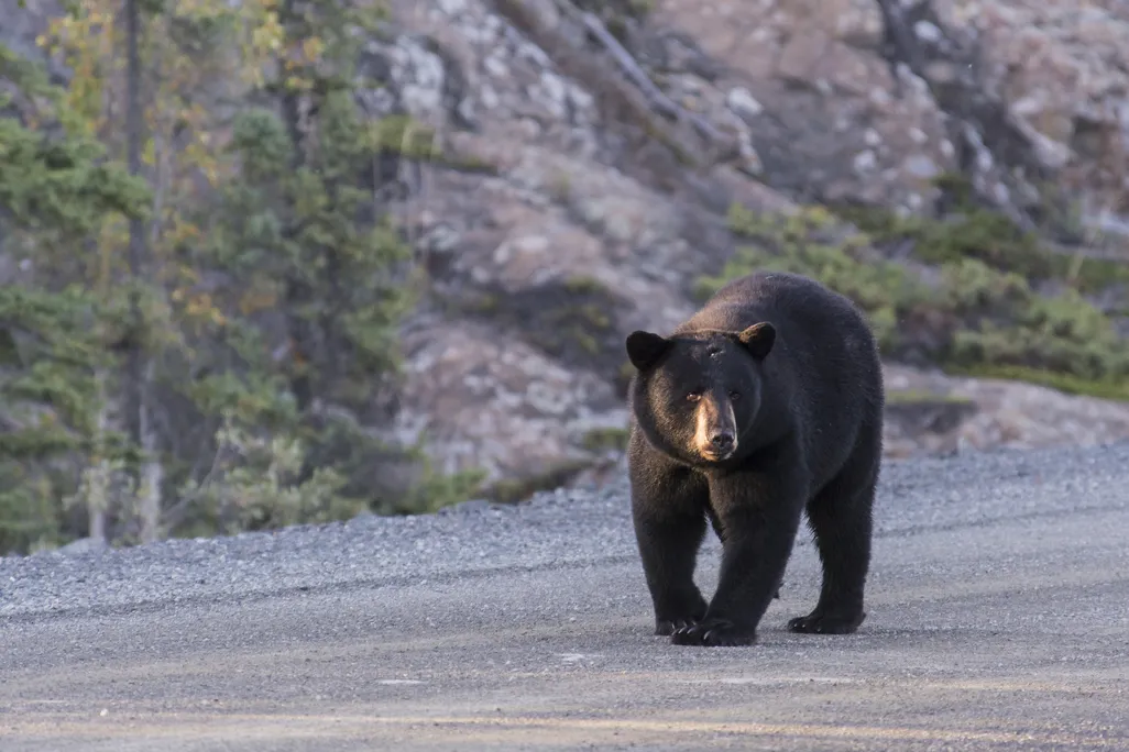 Bear walking down a road
