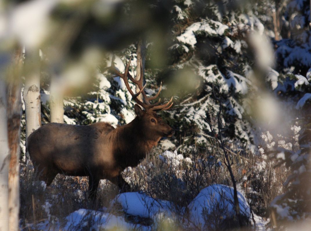 A bull elk. Grand Teton National Park, WY Smithsonian Photo Contest