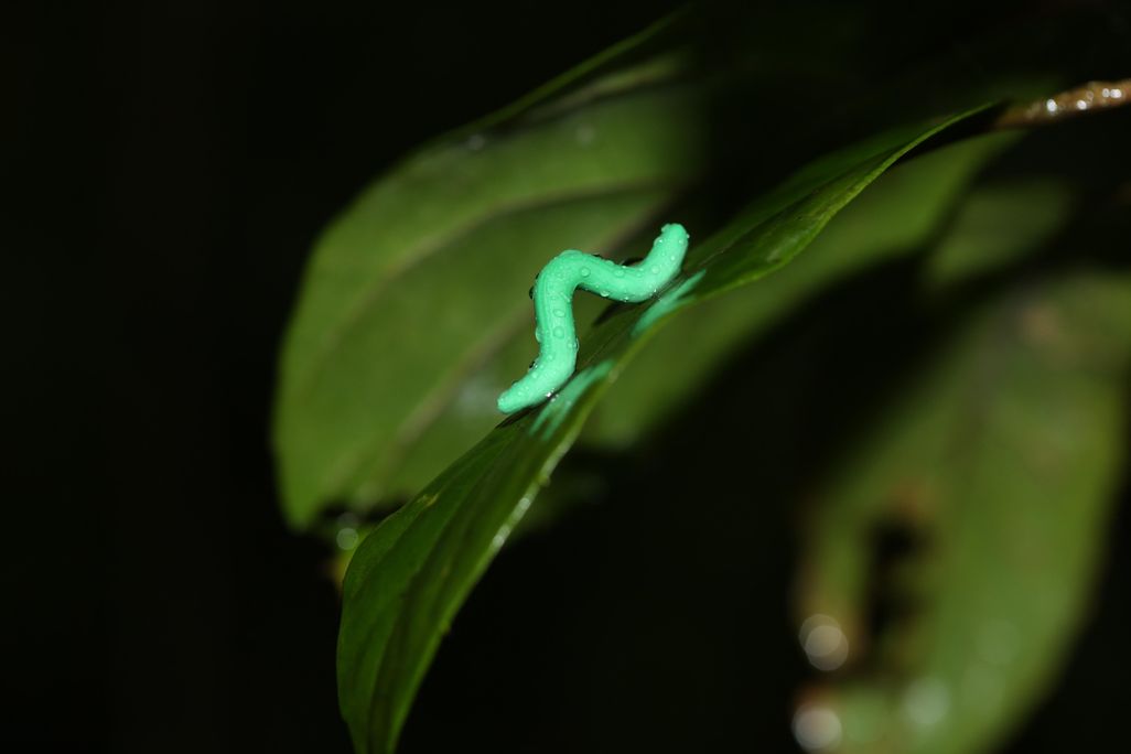 Hong Kong Caterpillar