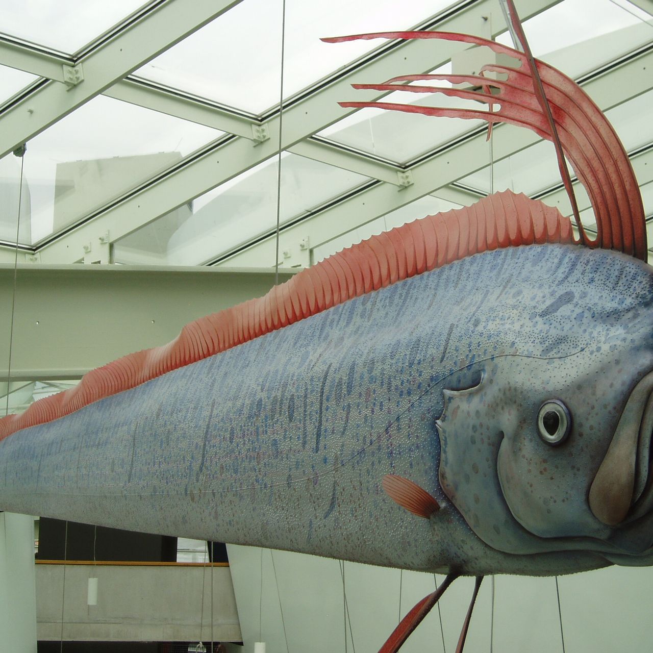 Is A Oarfish Real