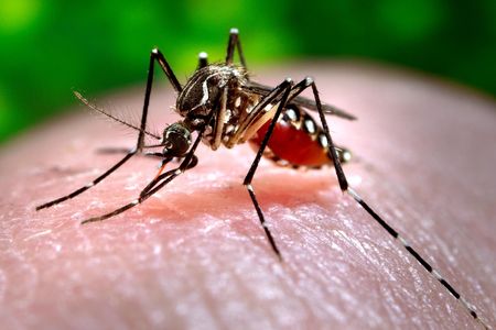 The offspring of mosquitoes like this one could soon be toast thanks to a new trial in Florida.