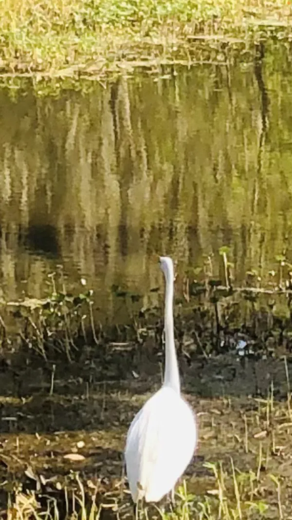 An Egret and One Moment in Time thumbnail