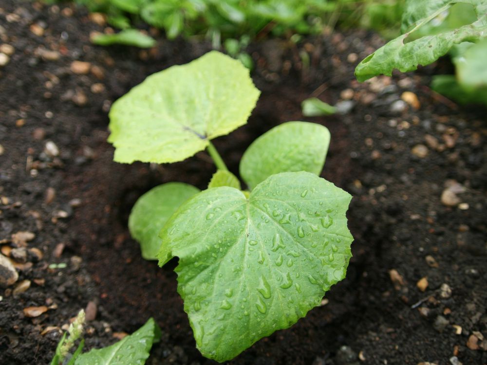 squash seedling