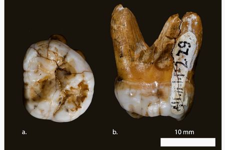 The first Denisovan tooth that was discovered in 2008
