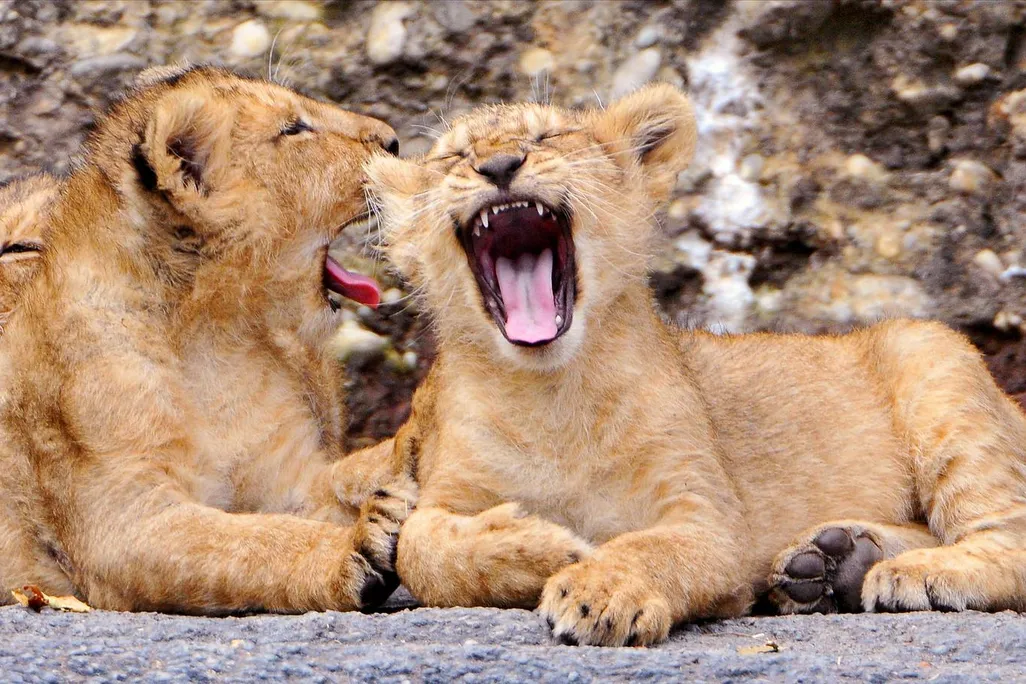 Lion cubs yawning