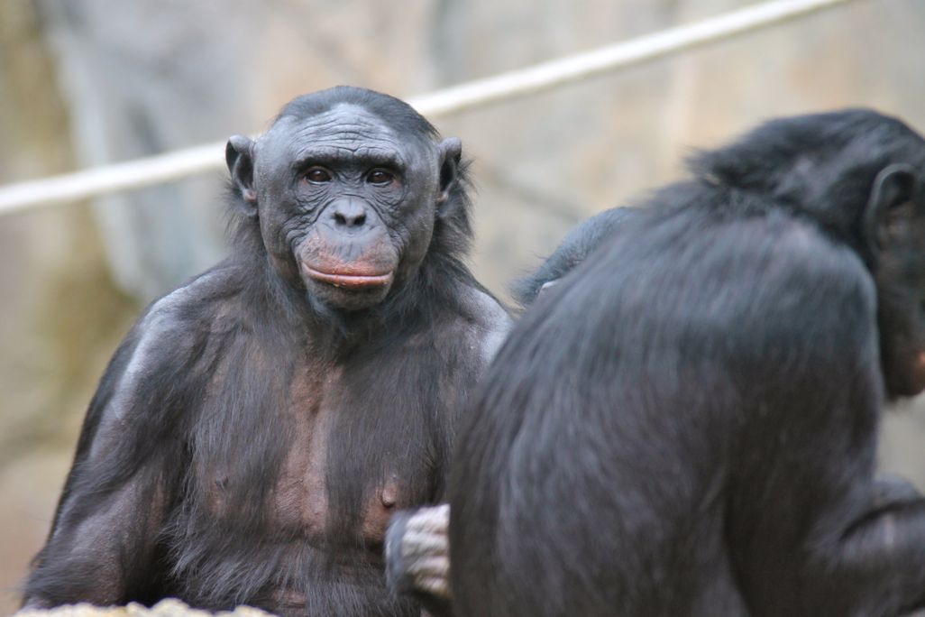 Bonobos_2012.jpeg