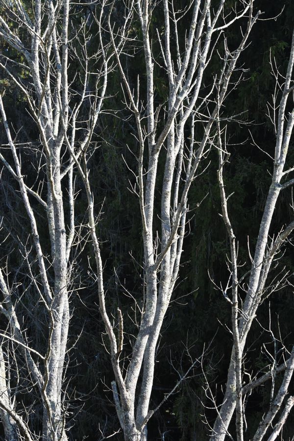 Birch trees standing out. thumbnail