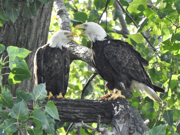 American Symbols: Bald Eagle Pair thumbnail