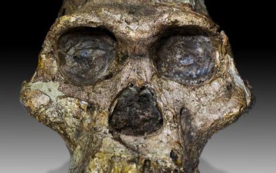 You don’t have to go to South Africa to see Mrs. Ples, an Australopithecus africanus fossil.