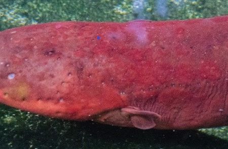 South American rivers are home to at least three different species of electric eels. One species, Electrophorus varii, named after the late Smithsonian ichthyologist Richard Vari, swims through murky, slow-flowing lowland waters. (D. Bastos)
