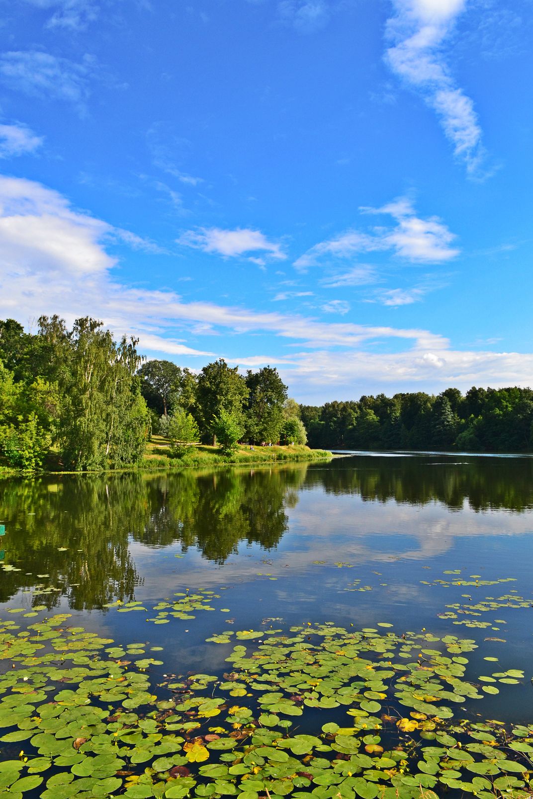 The pond in the forest park Kuzminki | Smithsonian Photo Contest ...