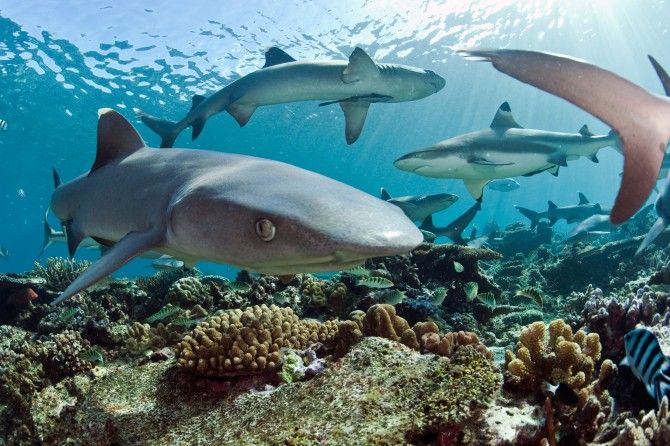 whitetip reef shark