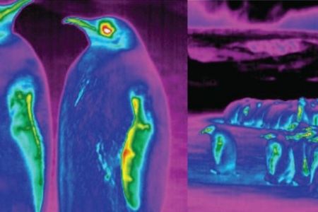 The research drew upon theromgraphic images of the penguins collected in the wild.
