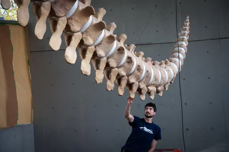 Mike deRoos and Michi Main rebuild skeletons of marine mammals for their company Cetacea. Here, deRoos adjusts a blue whale chevron bone placement. 