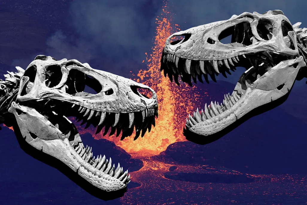 Fighting Tyrannosaurs