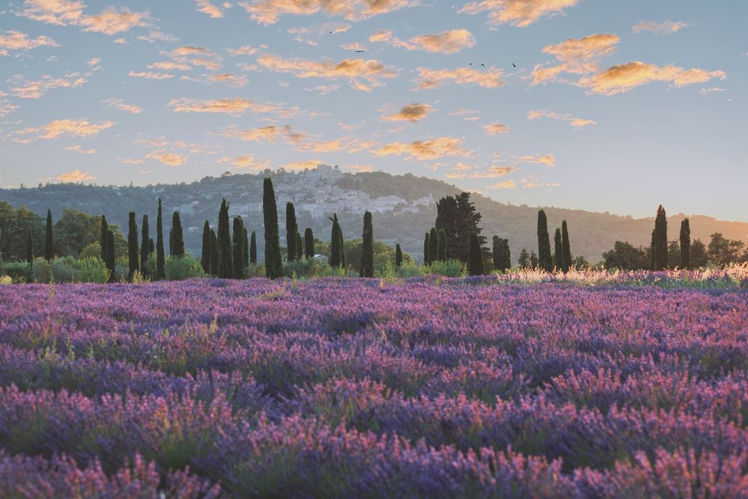 Lavender field with the Luberon massif in the distance