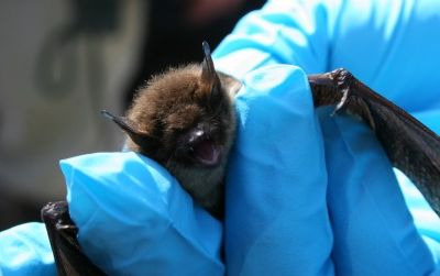 A little brown bat with symptoms of white-nose syndrome