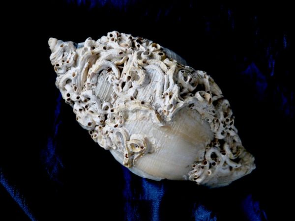 Shell from the sea thumbnail