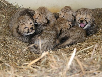 Two large litters of cheetah cubs were born at the National Zoo's Front Royal, Virginia, facility—the Smithsonian Conservation Biology Institute. 