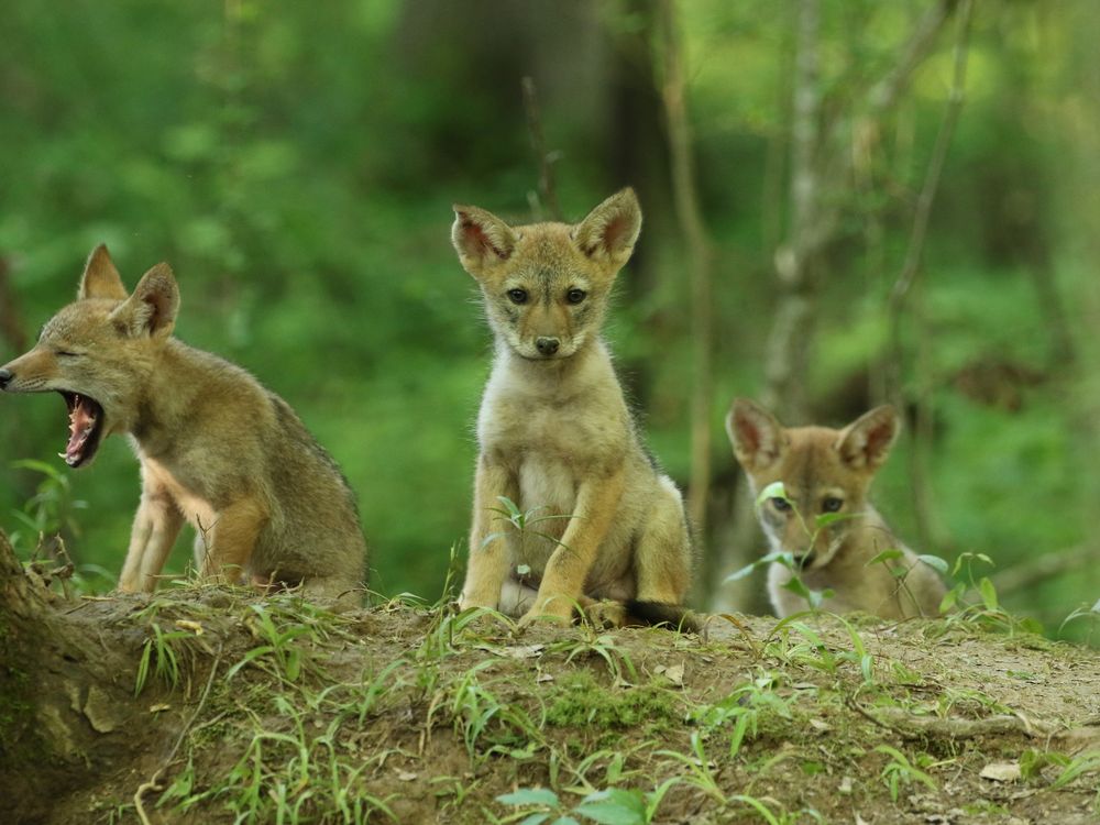 Three coyote pups in the woods