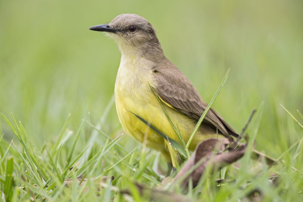 Bird with yellow belly and brownish-green back standing in grass