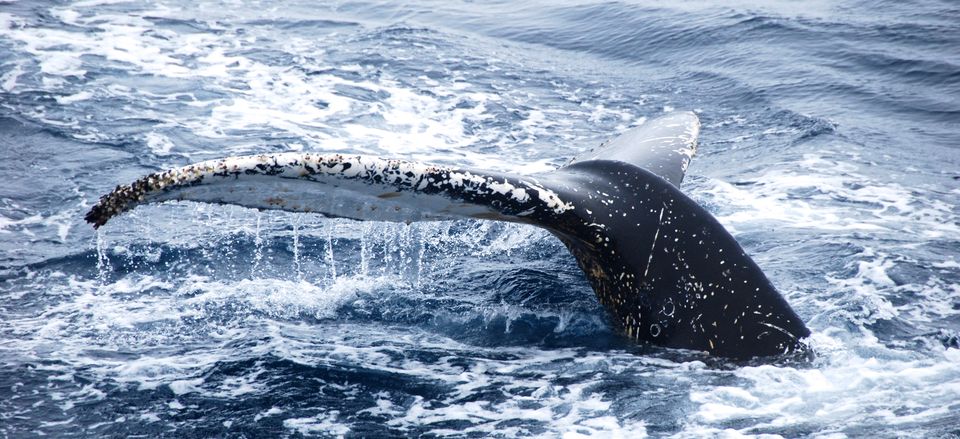  A whale diving. 