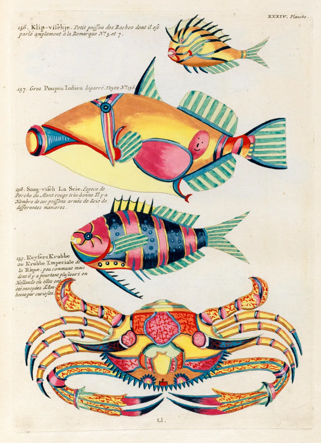 An illustration from Louis Renard's fantastical "Fishes, Crayfishes, and Crabs"