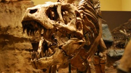 One of the dueling Tyrannosaurus at the Carnegie Museum of Natural History