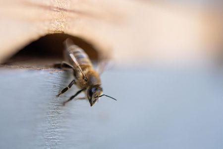 Among the many threats facing honeybees in the United States, the Varroa destructor mite could be the most devastating. 
