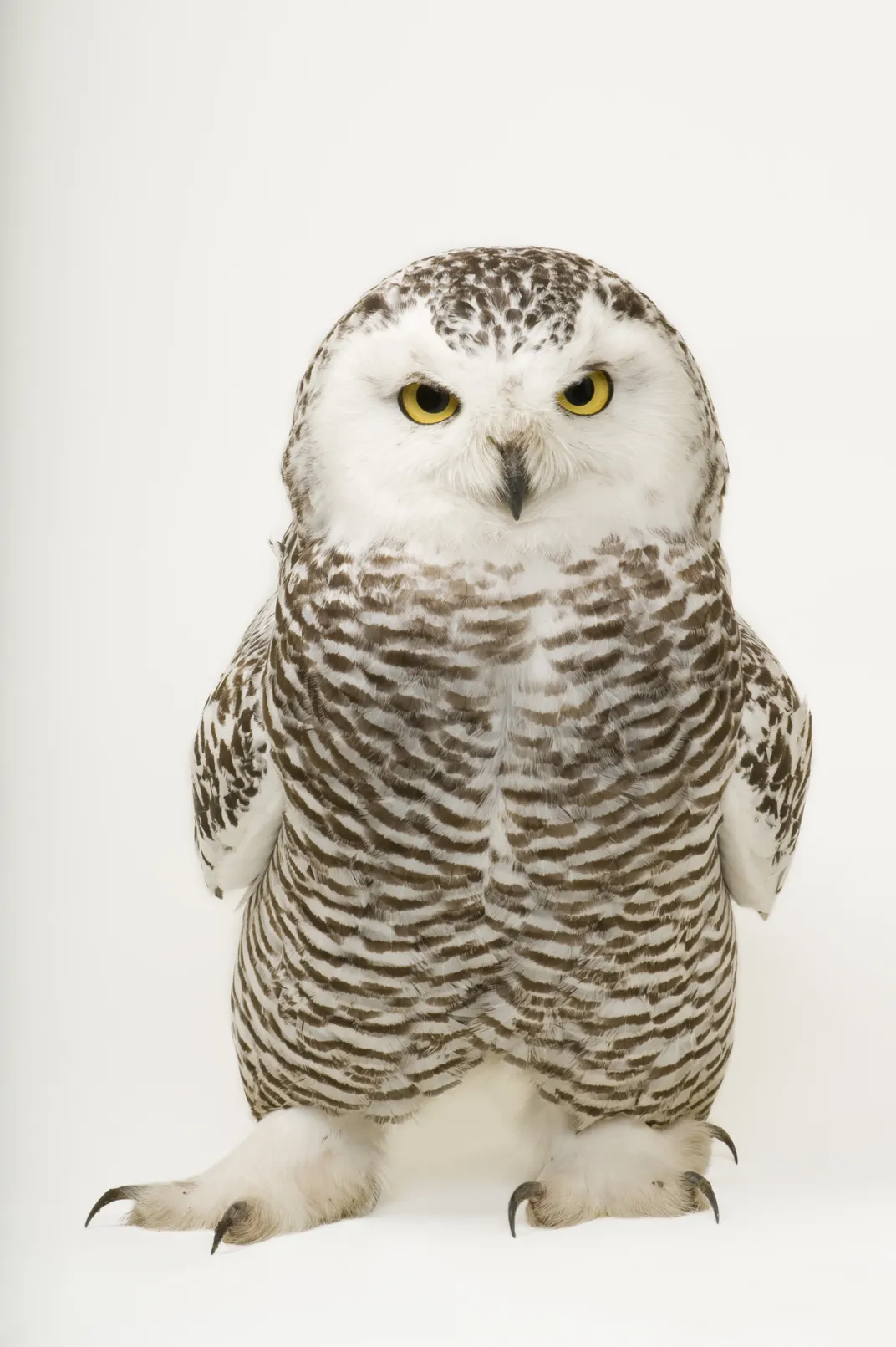 a snowy owl stands on the ground, looking into the camera, feathers extending down its legs like pants