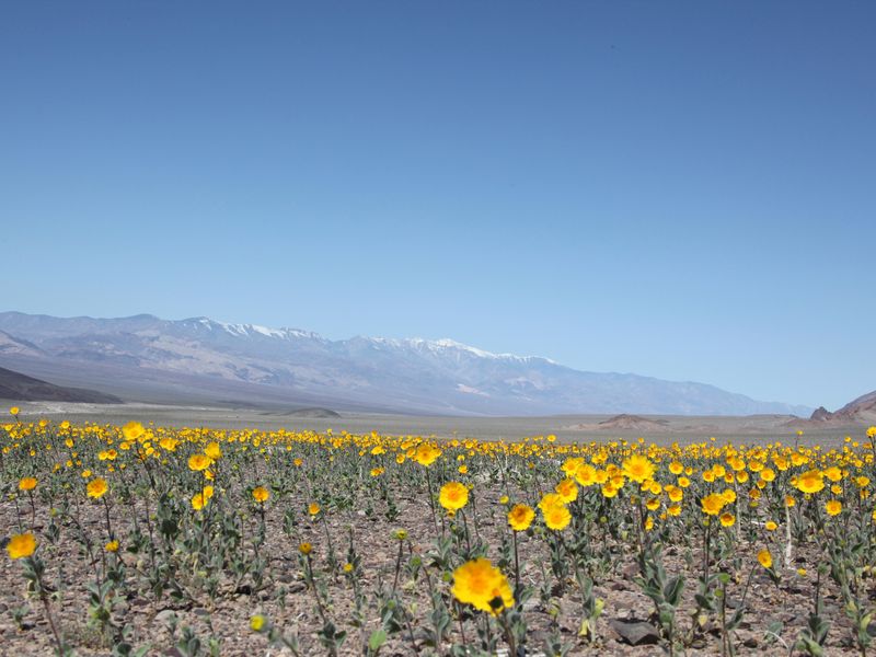 Wildflowers in Death Valley Smithsonian Photo Contest Smithsonian