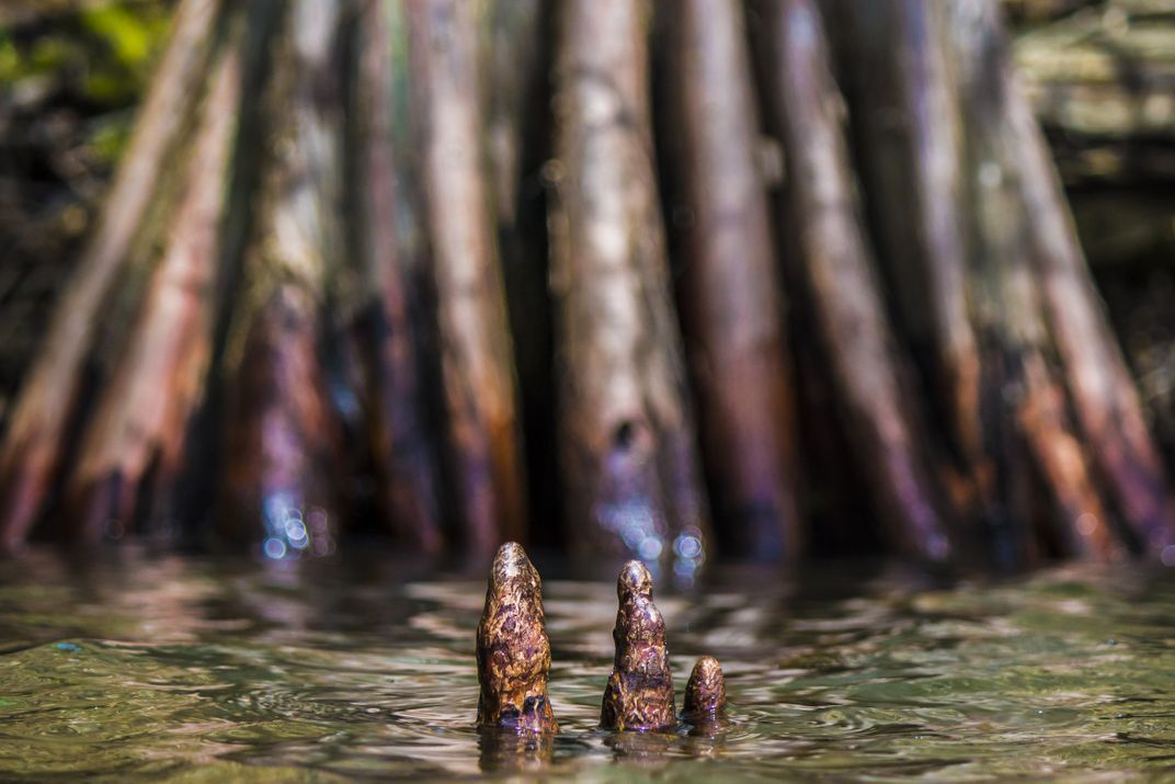 Cypress Knees rising out of the water. Smithsonian Photo Contest