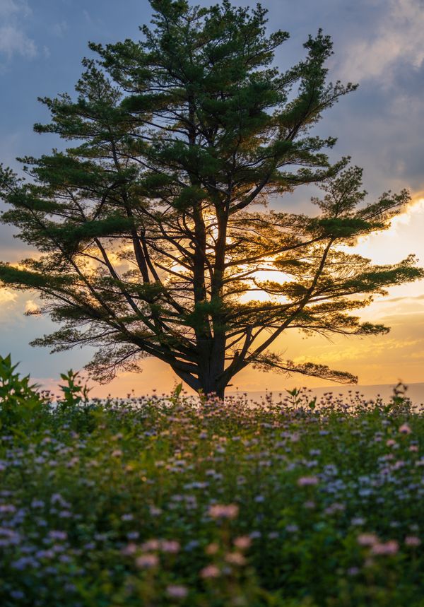 Wildflower Sunset thumbnail