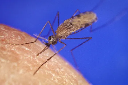 Females that inherited two copies of a mutated gene developed antenna and claspers similar to males, rendering them unable to lay eggs or bite their prey