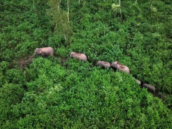 Footsteps Carved in Forest Silence thumbnail