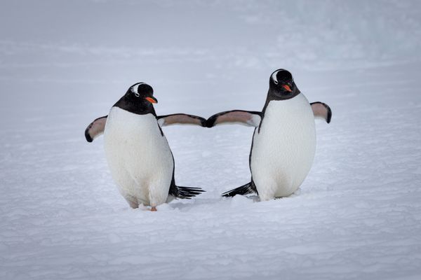 Antarctica Penguins thumbnail