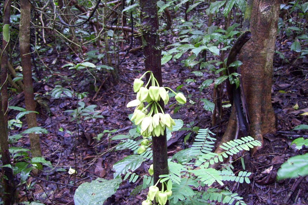 An image of Uvariopsis dicaprio. The plant has a woody trunk with pepper-shaped leaves growing in clusters along the bark. The tree is surrounded by shrubs, vines and trees.