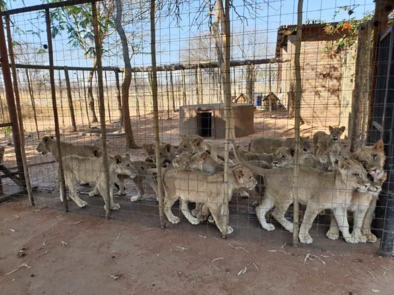 Many young lions stand in a crowded outdoor enclosure 